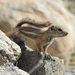 Harris' Antelope Squirrel - Photo (c) Jason J. Dombroskie, some rights reserved (CC BY-NC), uploaded by Jason J. Dombroskie