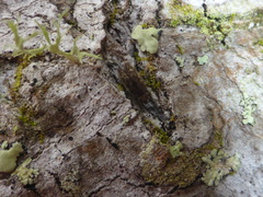 Echmepteryx