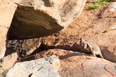 Petrogale lateralis
