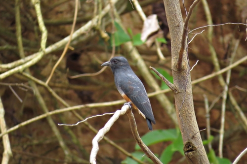 Swallow-winged Puffbird