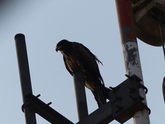 Milvus migrans