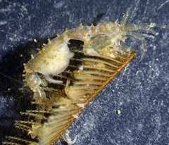 Caprella verrucosa image