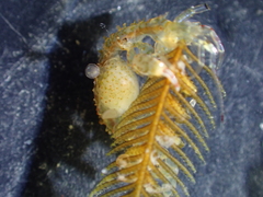 Caprella verrucosa