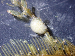 Caprella verrucosa