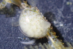 Caprella verrucosa