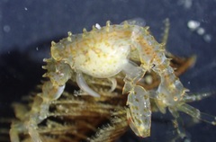 Caprella verrucosa