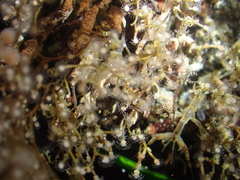 Eudendrium californicum