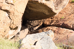 Petrogale lateralis