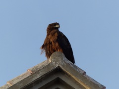 Milvus migrans