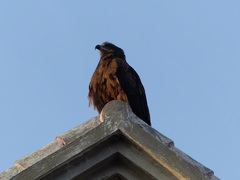 Milvus migrans