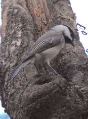 Poecile carolinensis image
