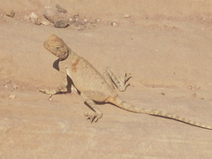Pseudotrapelus sinaitus