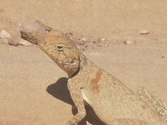 Pseudotrapelus sinaitus