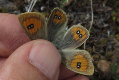 Argyrophenga janitae