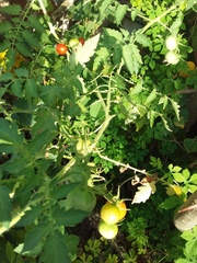 Solanum lycopersicum