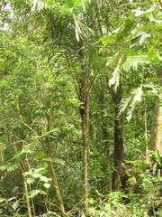 Astrocaryum mexicanum