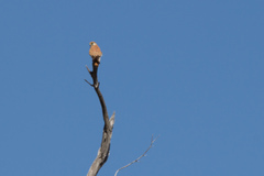 Falco cenchroides cenchroides