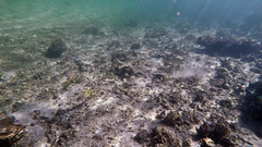 Parapercis australis