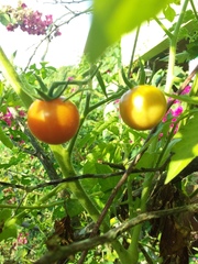 Solanum lycopersicum