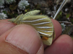 Argyrophenga janitae