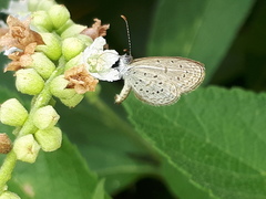 Zizula hylax pygmaea