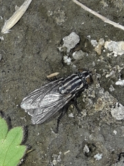 Oxysarcodexia varia