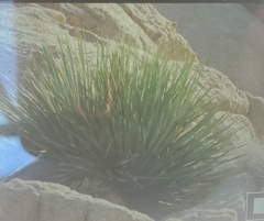 Nolina bigelovii