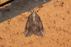 Pseudocoremia lupinata