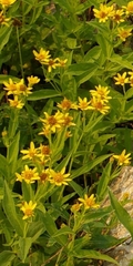 Arnica longifolia