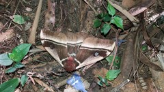 Bunaea alcinoe