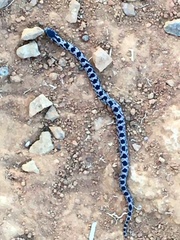 Stenorrhina degenhardtii