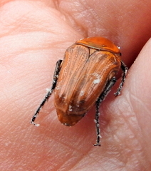 Leucocelis rubra