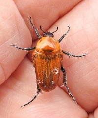 Leucocelis rubra
