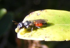 Hylaeus littleri