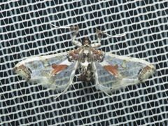 Neoleucinodes elegantalis