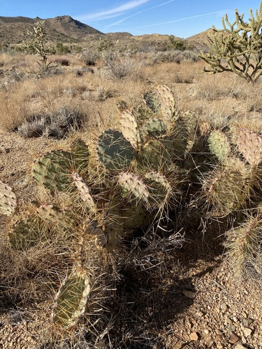Martin Pricklypear (Opuntia martiniana)