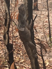 Chlamydosaurus kingii