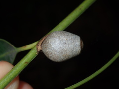 Doratifera vulnerans