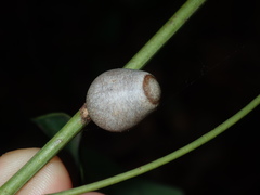 Doratifera vulnerans