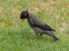 Acridotheres ginginianus