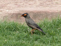 Acridotheres ginginianus