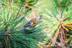 Chloris sinica minor