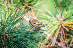 Chloris sinica minor