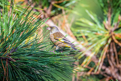 Chloris sinica minor