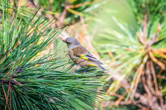 Chloris sinica minor