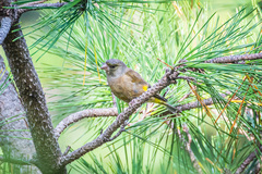 Chloris sinica minor