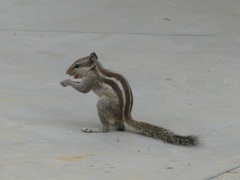 Funambulus pennantii