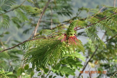 Calliandra houstoniana calothyrsus