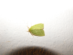 Bena bicolorana