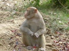 Macaca mulatta